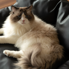 Waterproof Scratch-Resistant Pet Sofa Bed