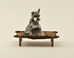 Foldable Elevated Pet Lounge Bed